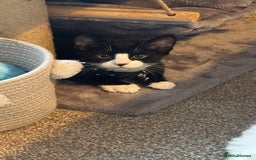 Mixed Breed cats for sale: Tuxedo male kitten  - Image 4