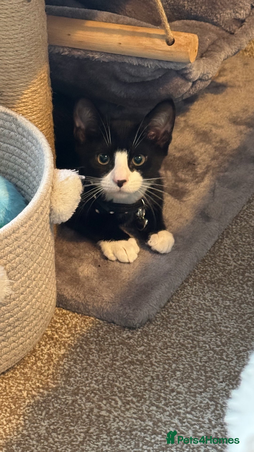 Mixed Breed cats for sale: Tuxedo male kitten  - Image 4