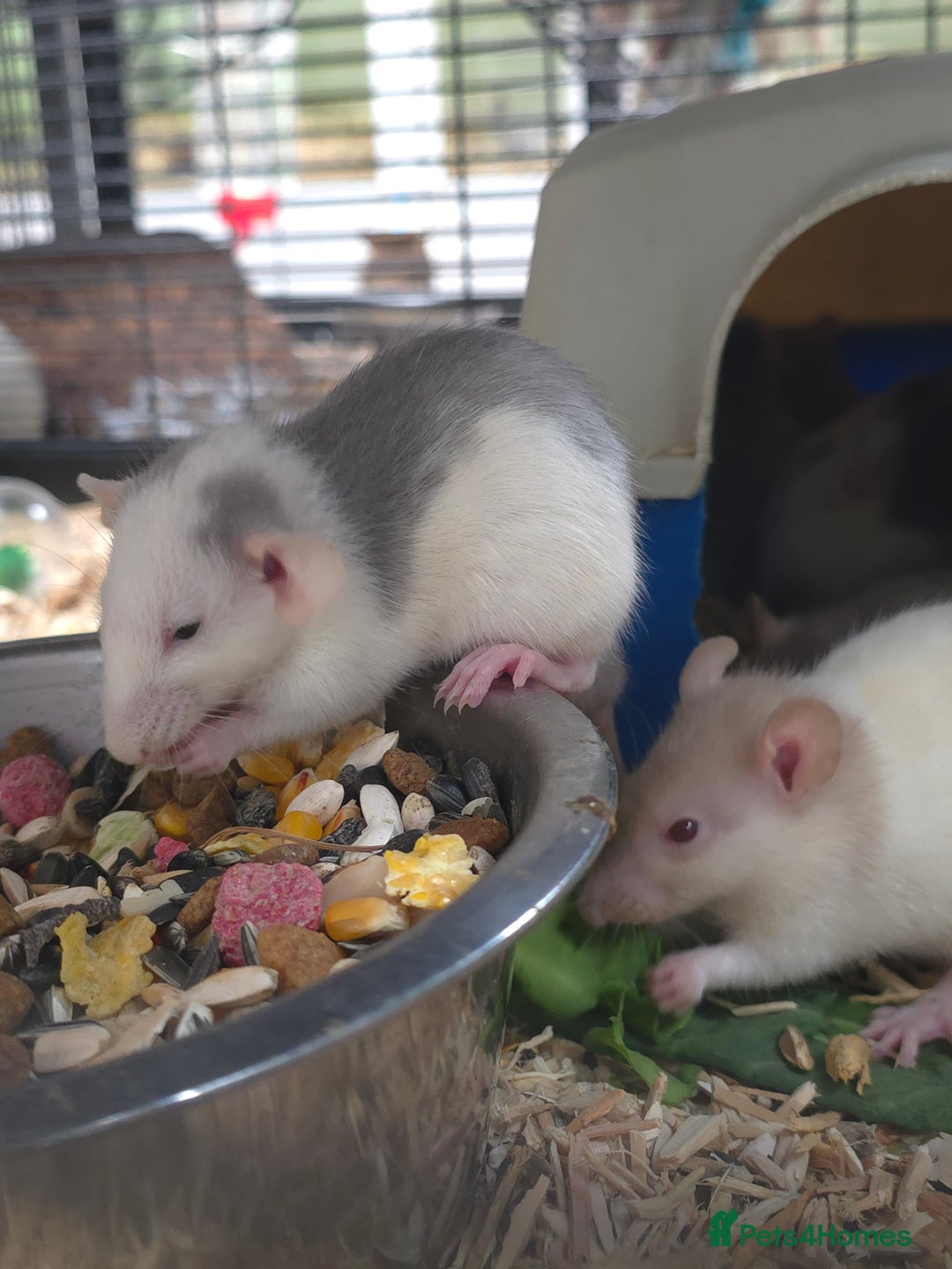 Rat rodents for sale: Babies rats, rex, dumbos and fancy - Image 40