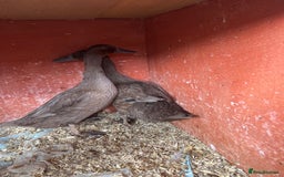 Ducks poultry for sale: Pure chocolate Indian runner ducks price females - Image 1