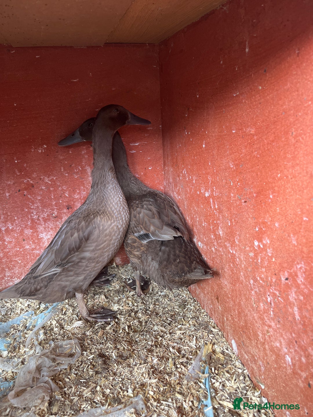 Ducks poultry for sale: Pure chocolate Indian runner ducks price females - Image 1
