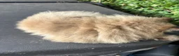 Persian cats for sale: Male Persian ginger cat - Advert 2