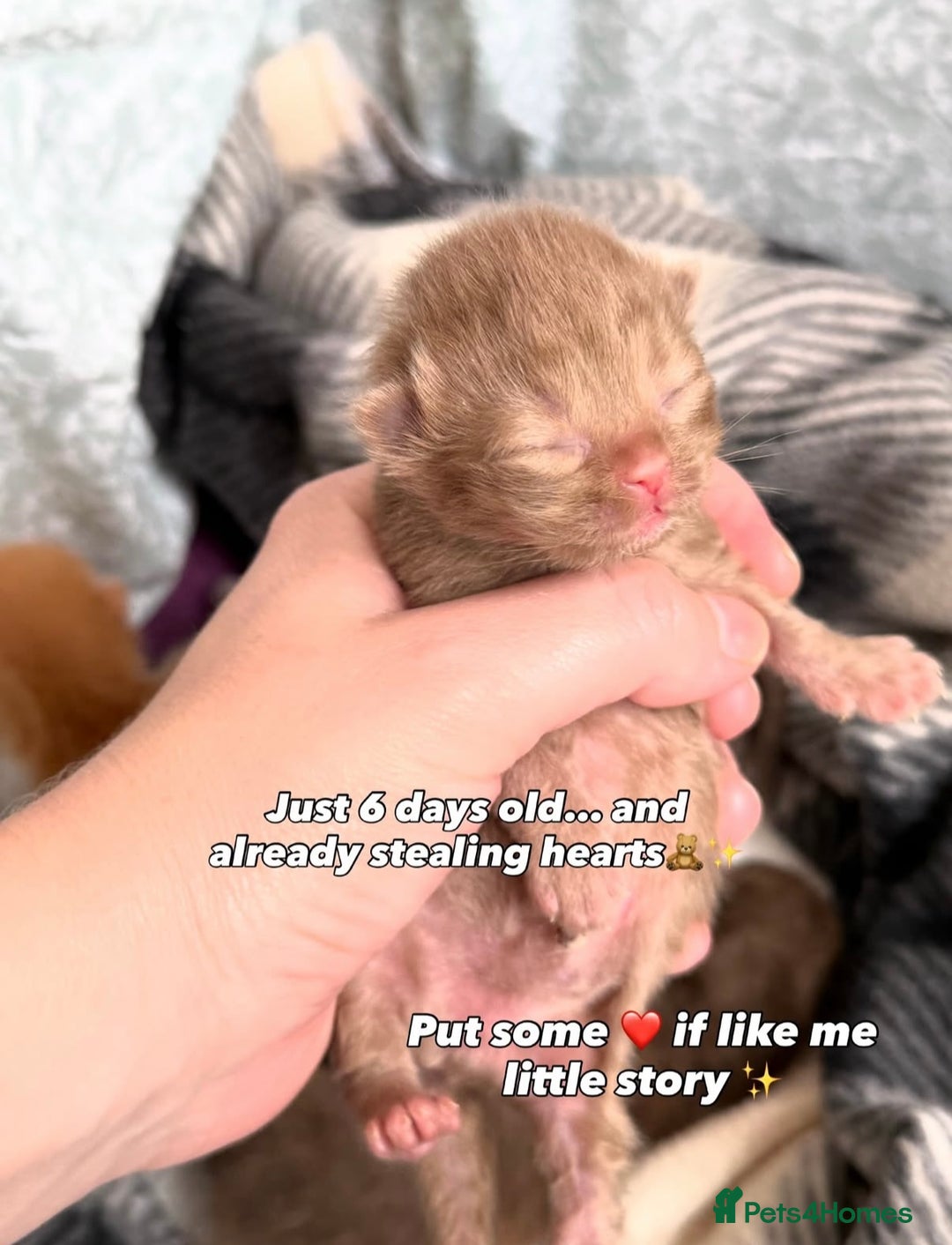 British Shorthair cats for sale: Chocolate brown cinnamon tortie British Kittens - Advert 32