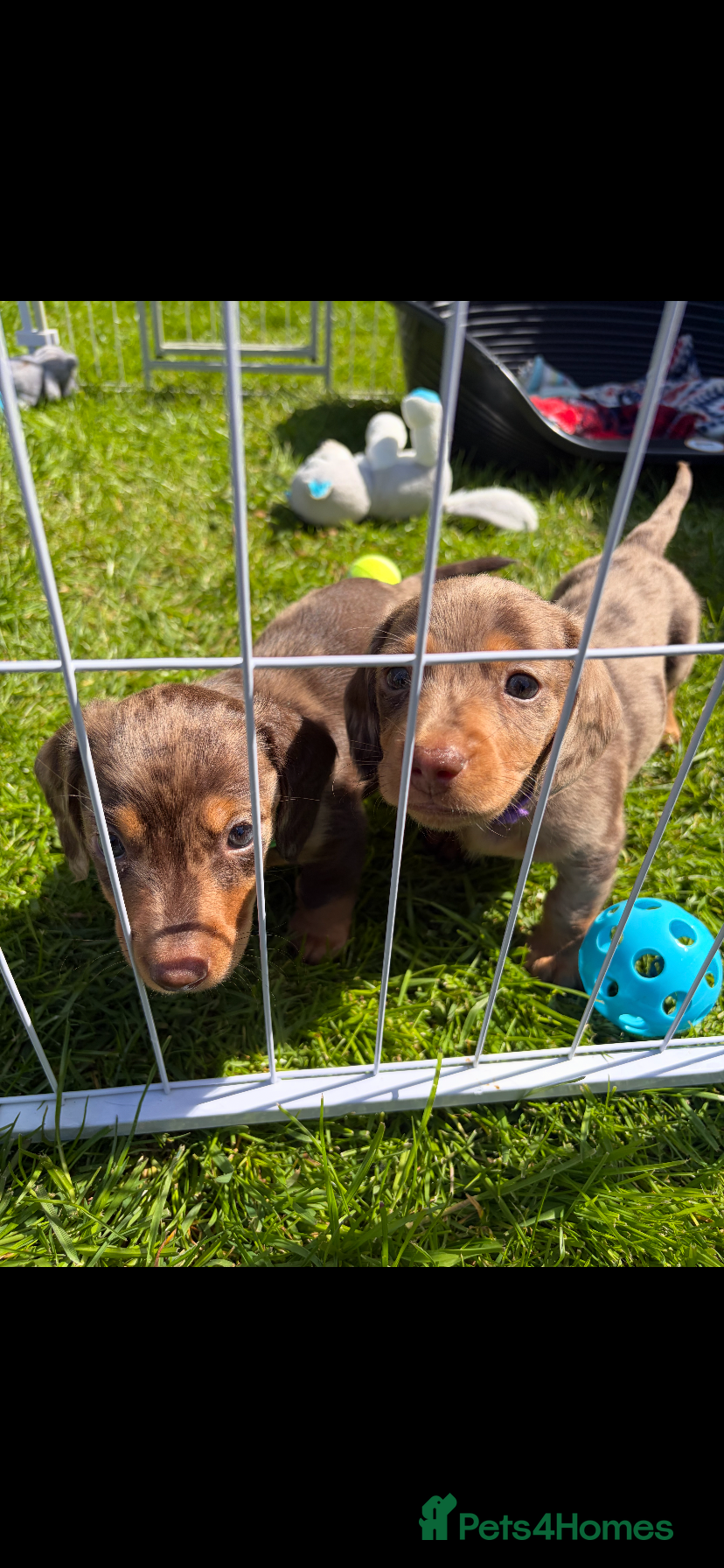 Dachshund dogs Miniature dachshund puppies 3 BOYS  - Advert 4