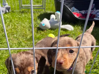 Dachshund dogs Miniature dachshund puppies 3 BOYS - Advert 4