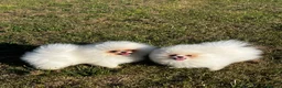 Pomeranian dogs for sale:     Luxury White Pomeranian Puppies  - Advert 6