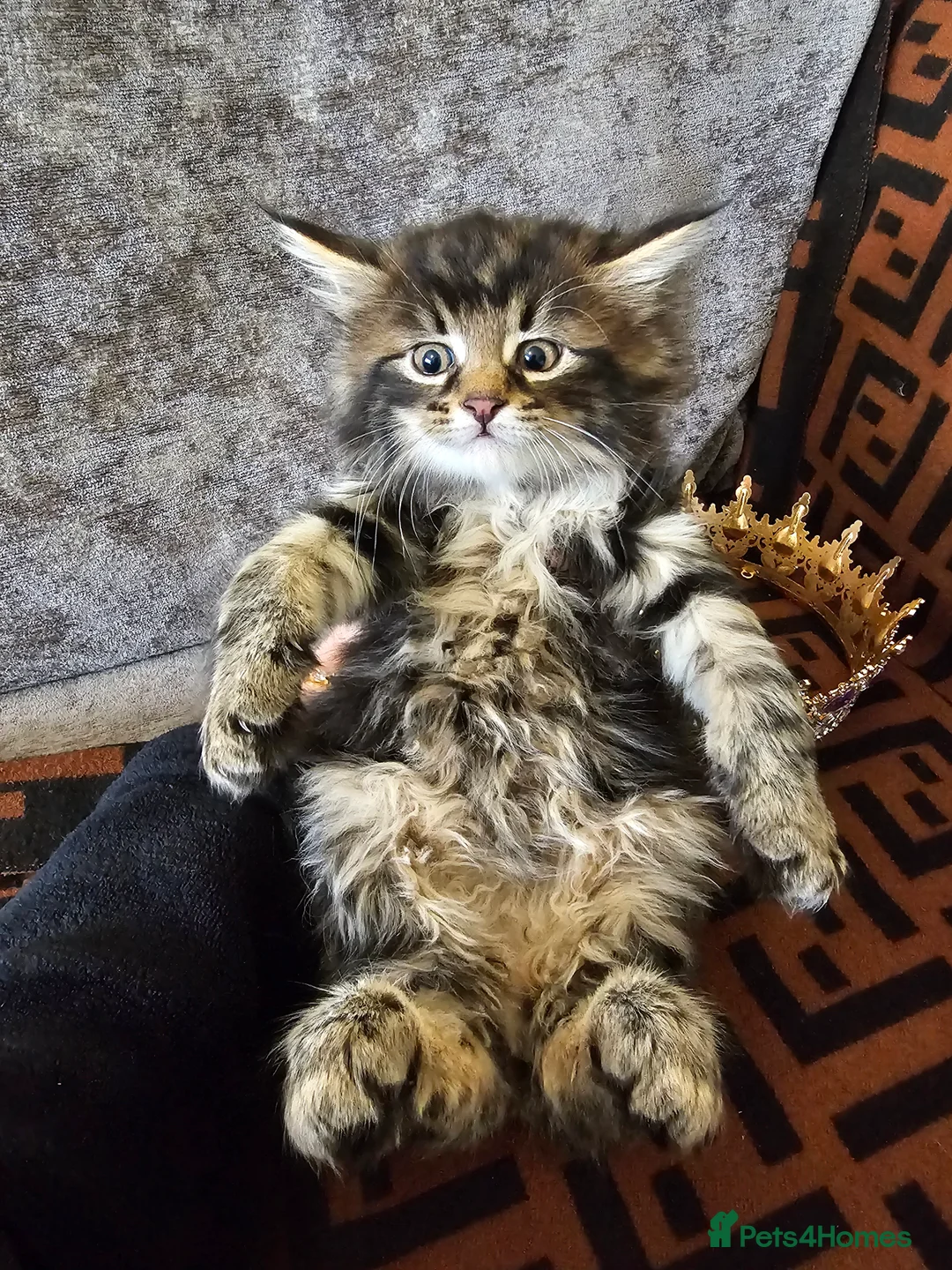 Maine Coon cats for sale:  Beautiful Siberian x Maine Coon Kittens Available - Advert 16