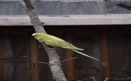 Budgerigars birds for sale: Aviary Bred Budgie Chicks 12 Weeks - Image 5