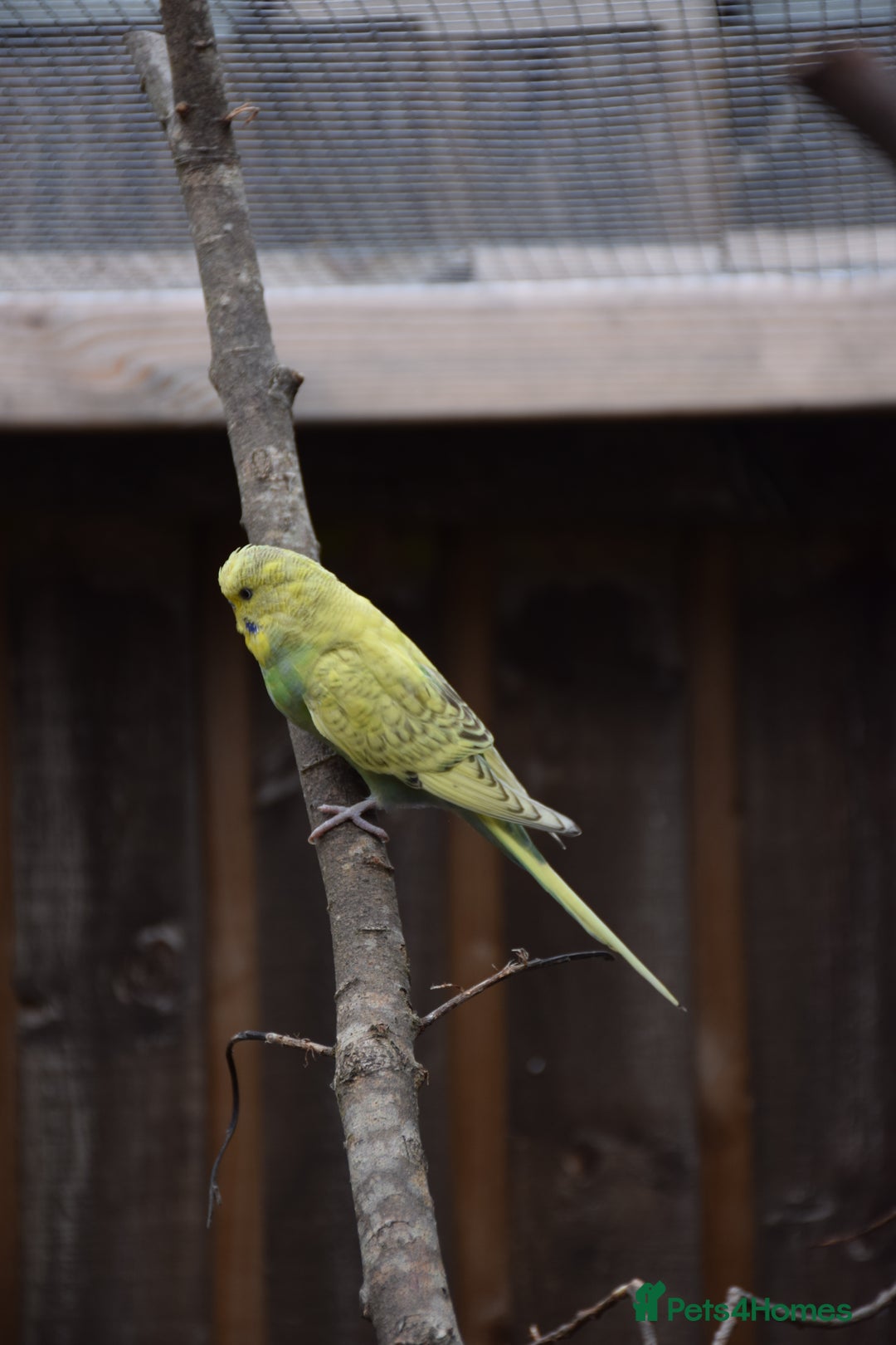 Budgerigars birds for sale: Aviary Bred Budgie Chicks 12 Weeks - Image 5