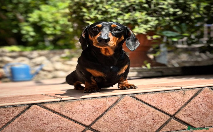 Dachshund dogs - Advert 1