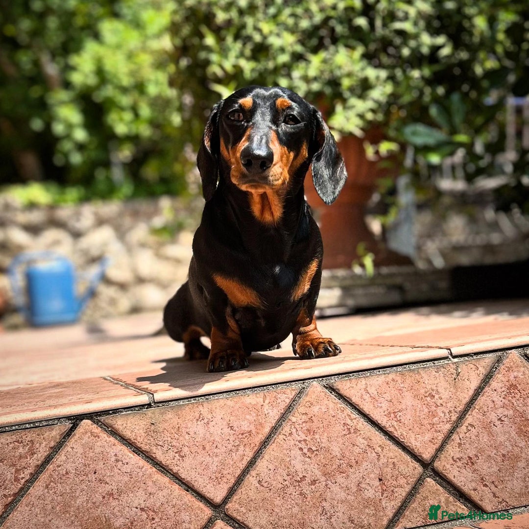 Dachshund dogs for stud: Malcolm - Image 1