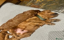 Irish Doodle dogs for sale:  Fox Red Irish Doodle Puppies - Ready Next Week  - Image 5