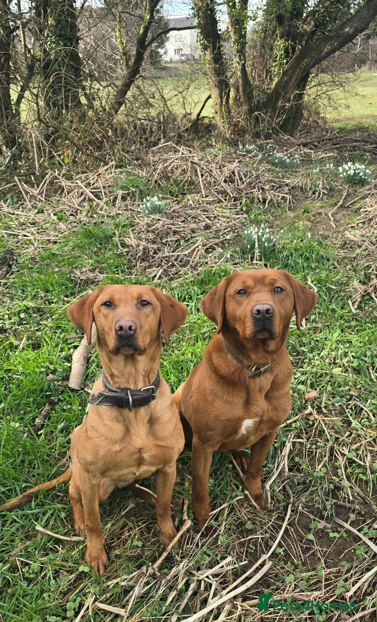 Labrador Retriever dogs Stunning Fox Red Labrador Litter - Health Tested - Advert 1