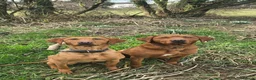 Labrador Retriever dogs for sale: Stunning Fox Red Labrador Litter - Health Tested - Advert 1