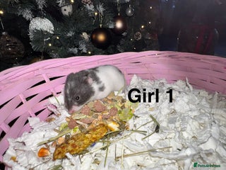 Hamster rodents Baby hamsters - Advert 4