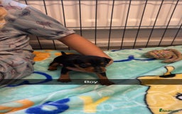 Miniature Pinscher dogs for sale: Black and tan mini pins  - Image 3