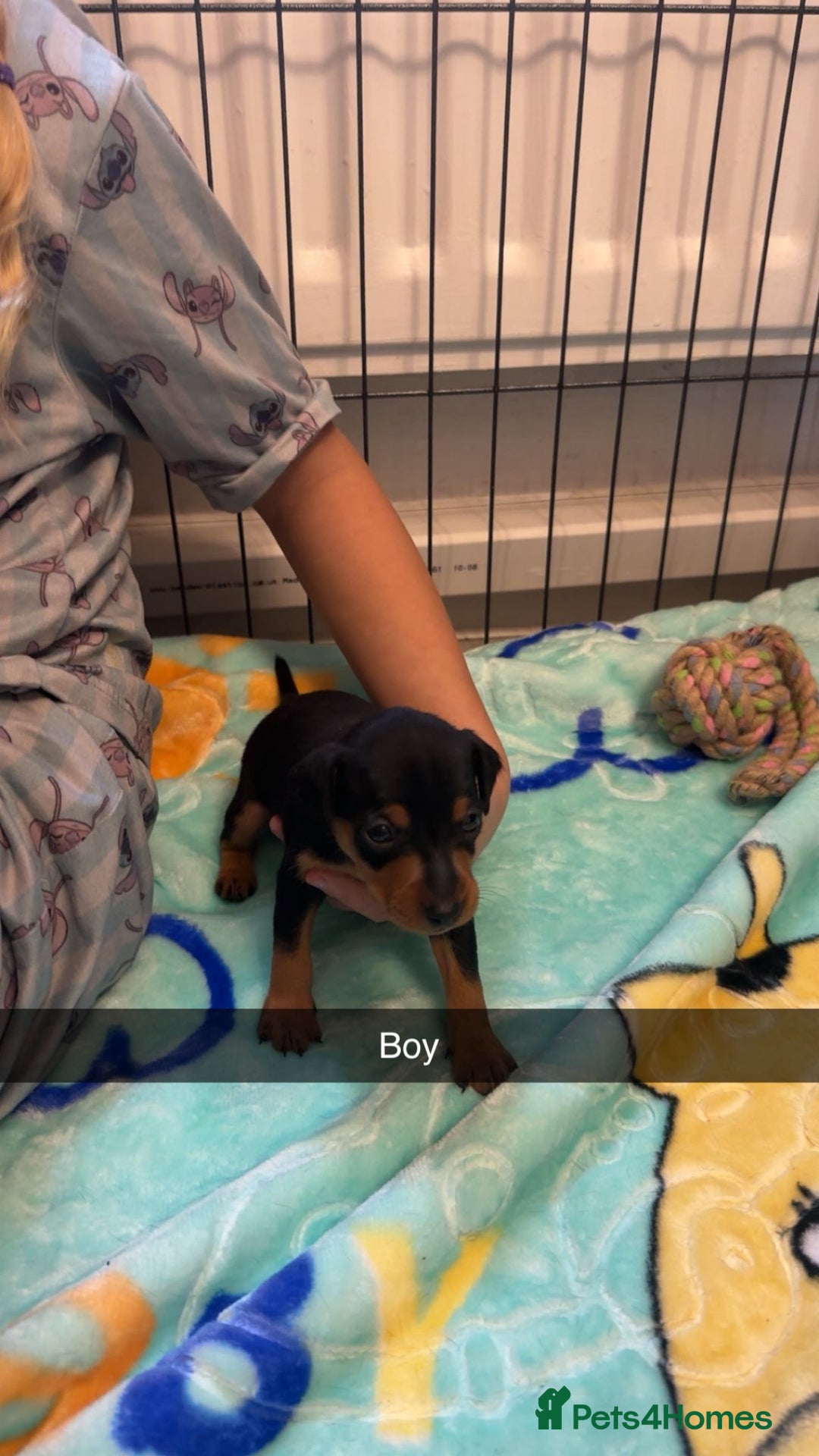 Miniature Pinscher dogs for sale: Black and tan mini pins  - Image 3