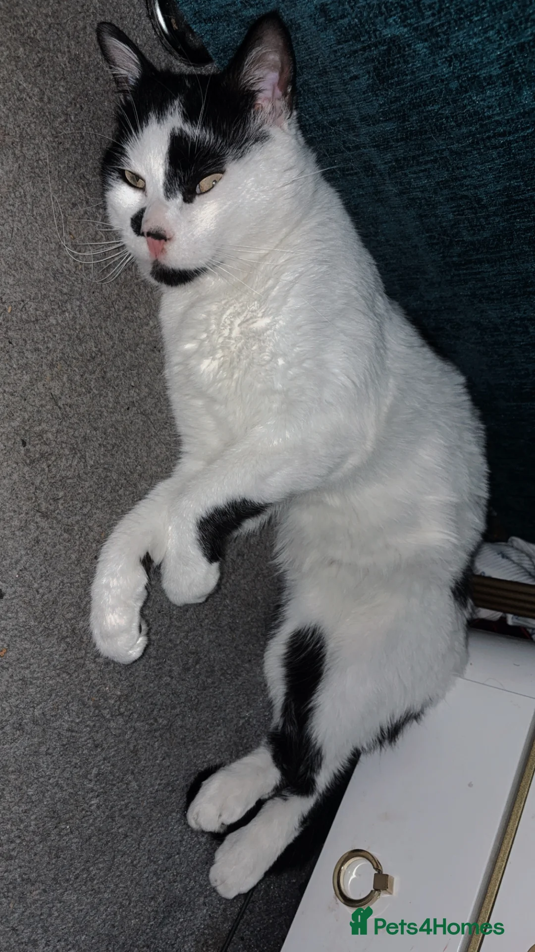 Mixed Breed cats for sale: Ivar maine coon cross in Catterick Garrison - Advert 2