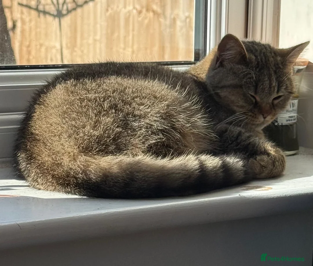 British Shorthair cats for sale: Golden Tabby British Short hair female - Advert 5