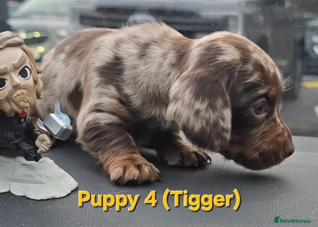 Miniature Dachshund dogs for sale: READY NOW 1 female dapple mini dachshund - Advert 14