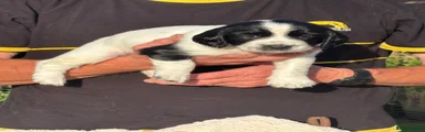 English Springer Spaniel 1