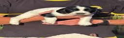 English Springer Spaniel dogs for sale: English Springer Spaniel puppies for sale. - Advert 6
