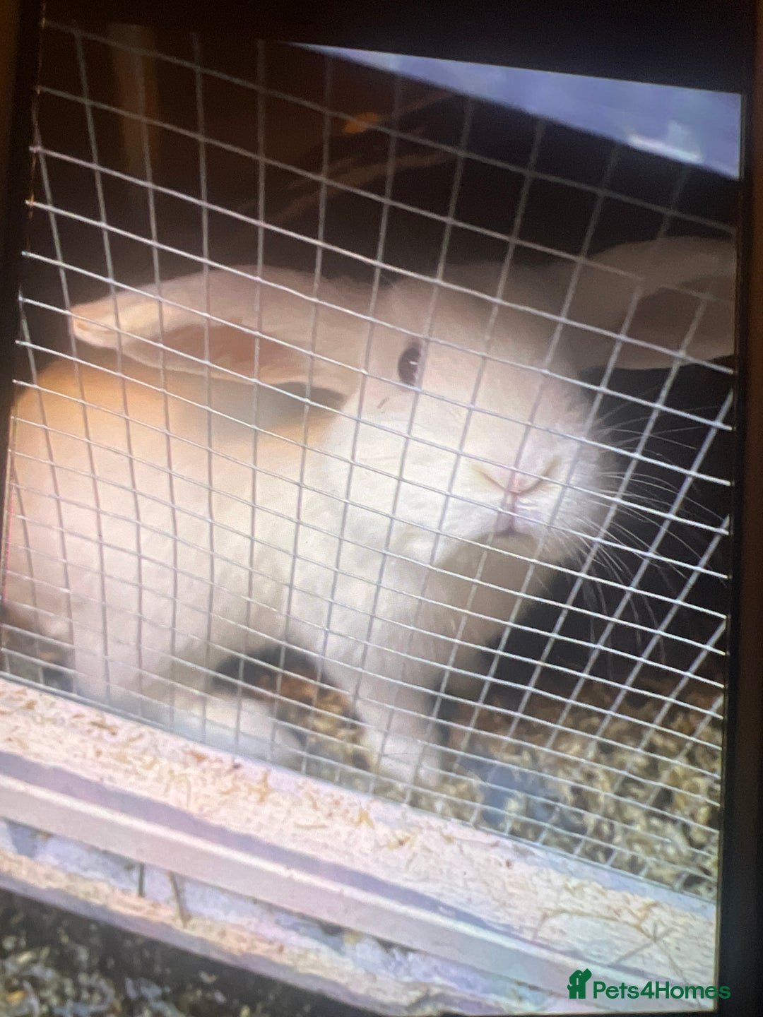 Mixed Breed rabbits for sale: Female white rabbit  - Advert 2