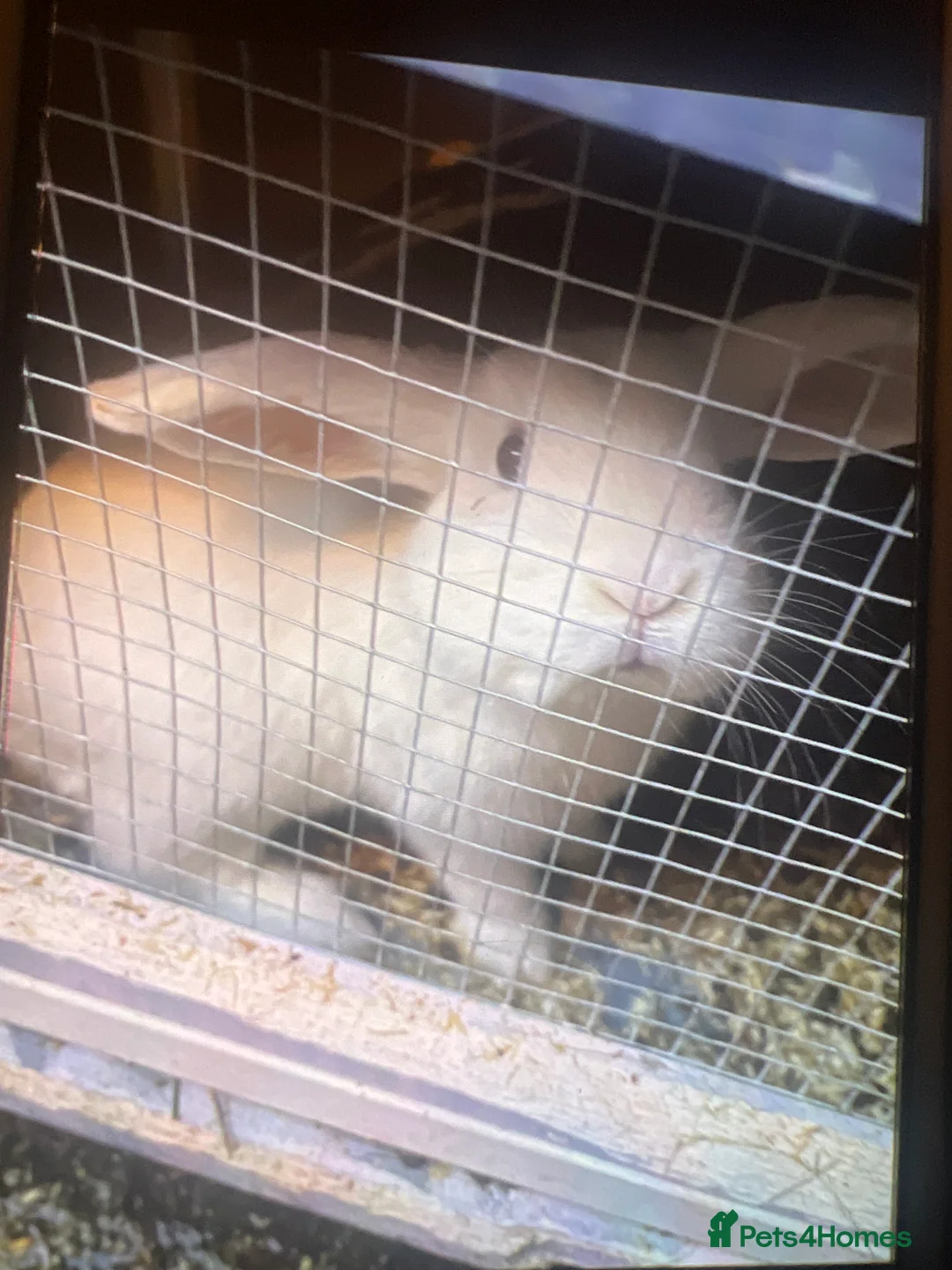 Mixed Breed rabbits for sale: Male white rabbit  - Advert 2