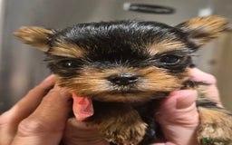 Yorkshire Terrier dogs for sale: 💝Beautiful Miniature Babies from 250g💝 - Image 4