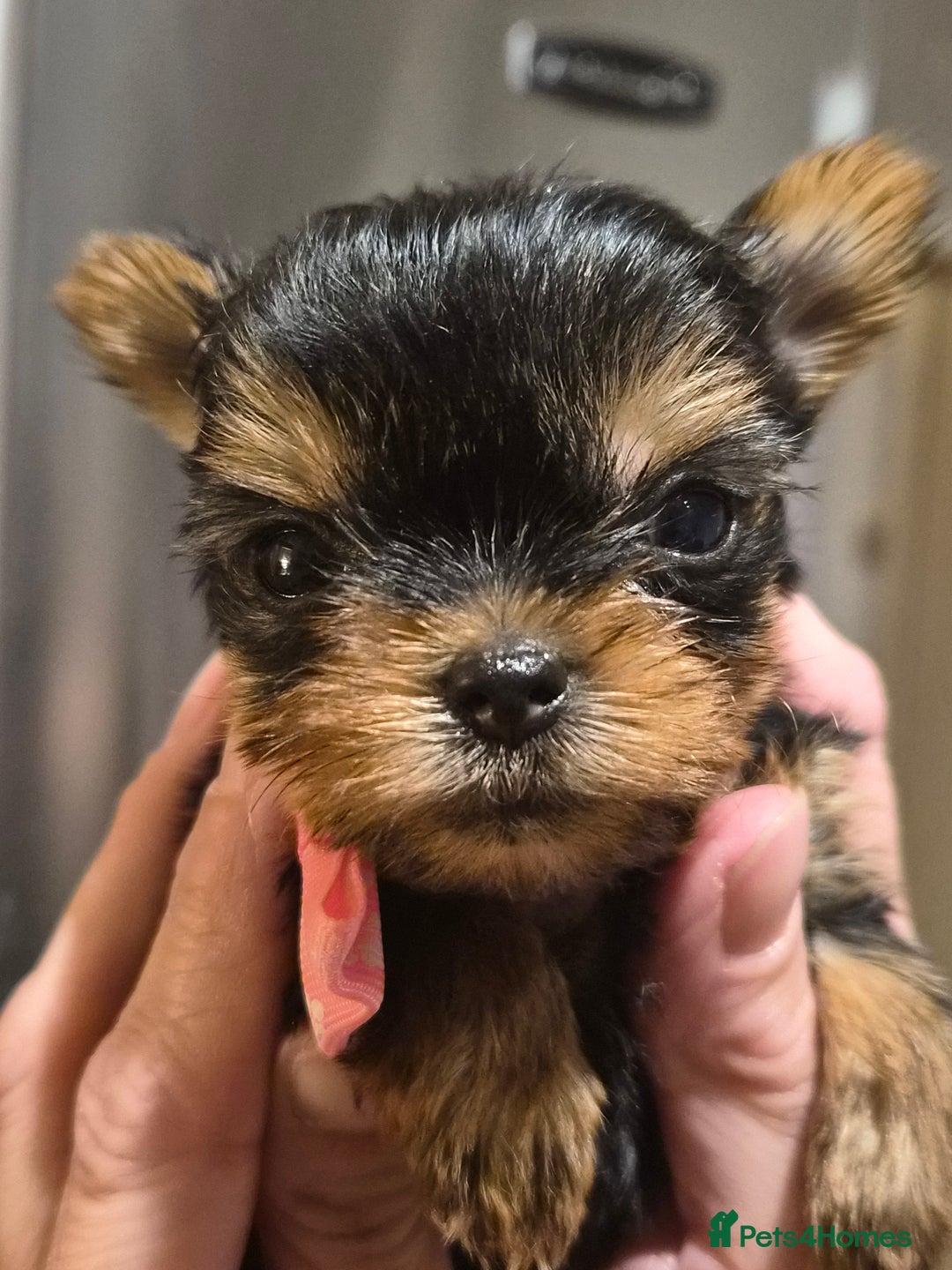 Yorkshire Terrier dogs for sale: 💝Beautiful Miniature Babies from 250g💝 - Image 4
