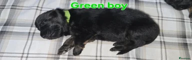 German Shepherd Puppy 5