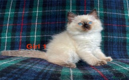 Ragdoll cats for sale: Ragdoll Kitten GCCF, ready now. - Image 2