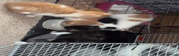 Mixed Breed cats for sale: Ready now!! - Advert 2