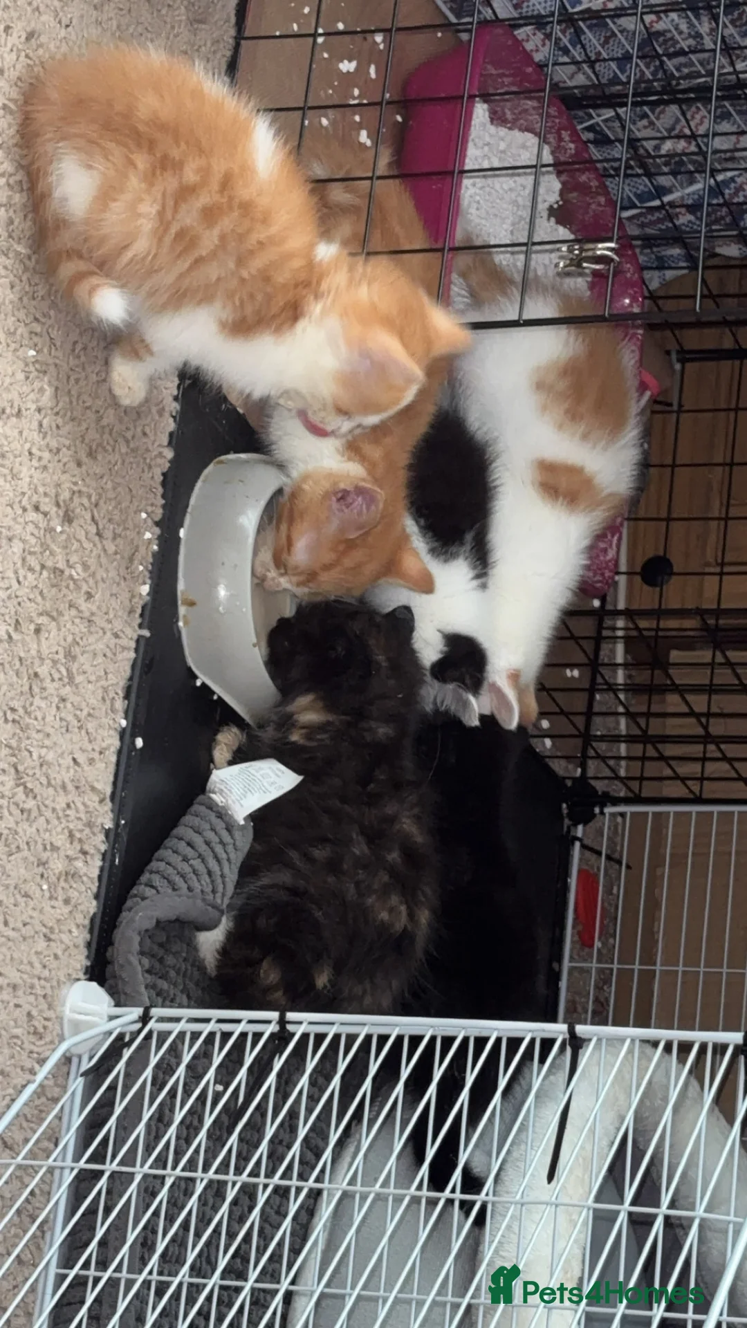Mixed Breed cats for sale: Ready now!! - Advert 2
