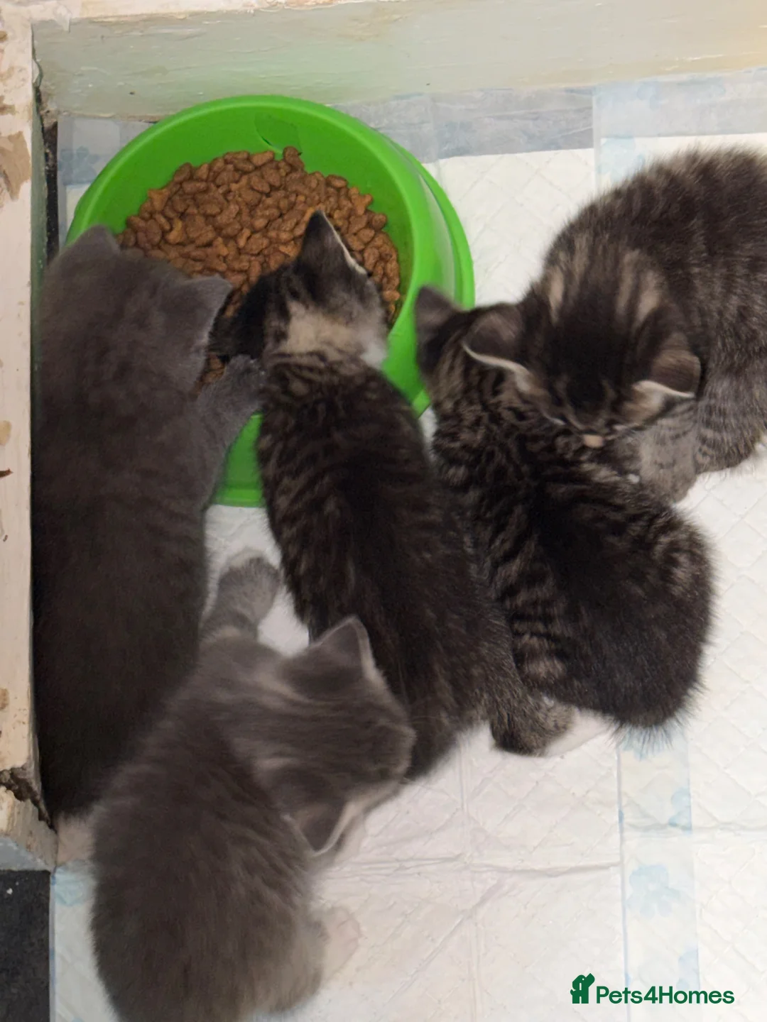 Mixed Breed cats for sale: Tabby and blue kittens - Advert 5