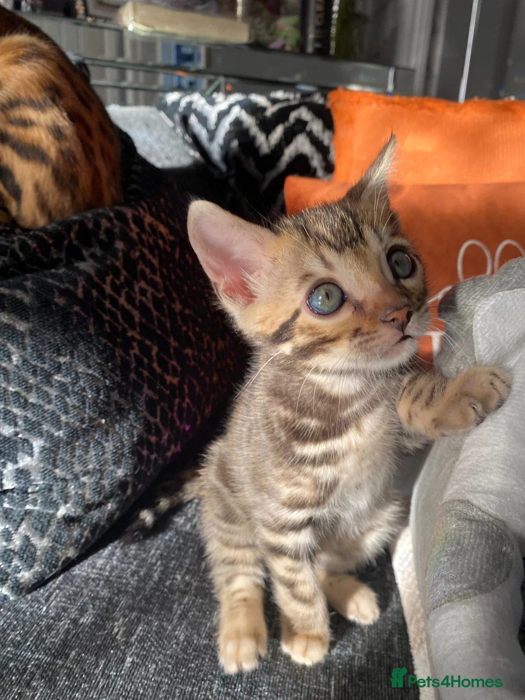 Bengal cats for sale: Bengal4U - Advert 7