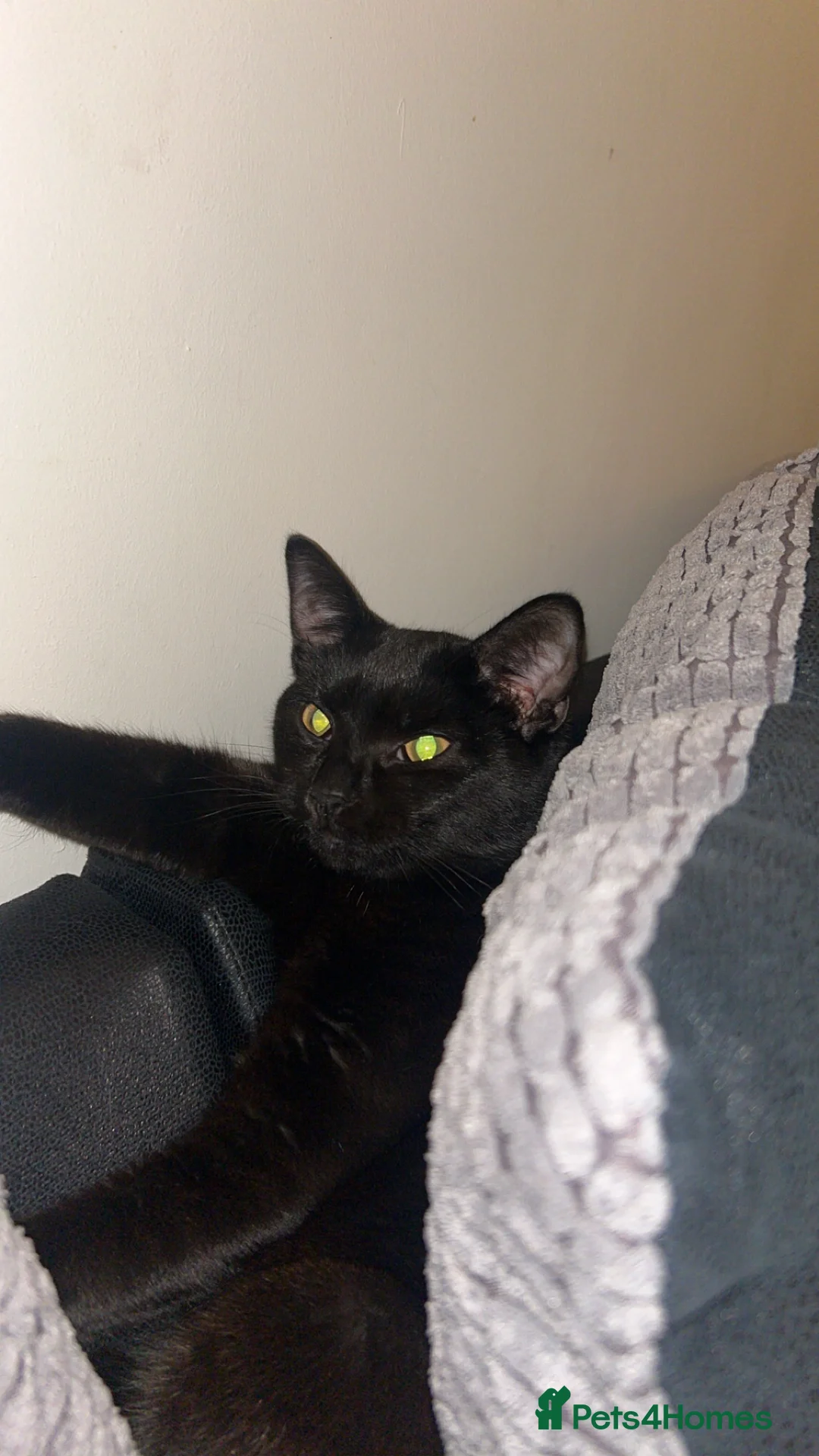 Bombay cats for sale: Black Cat for sale  - Advert 2