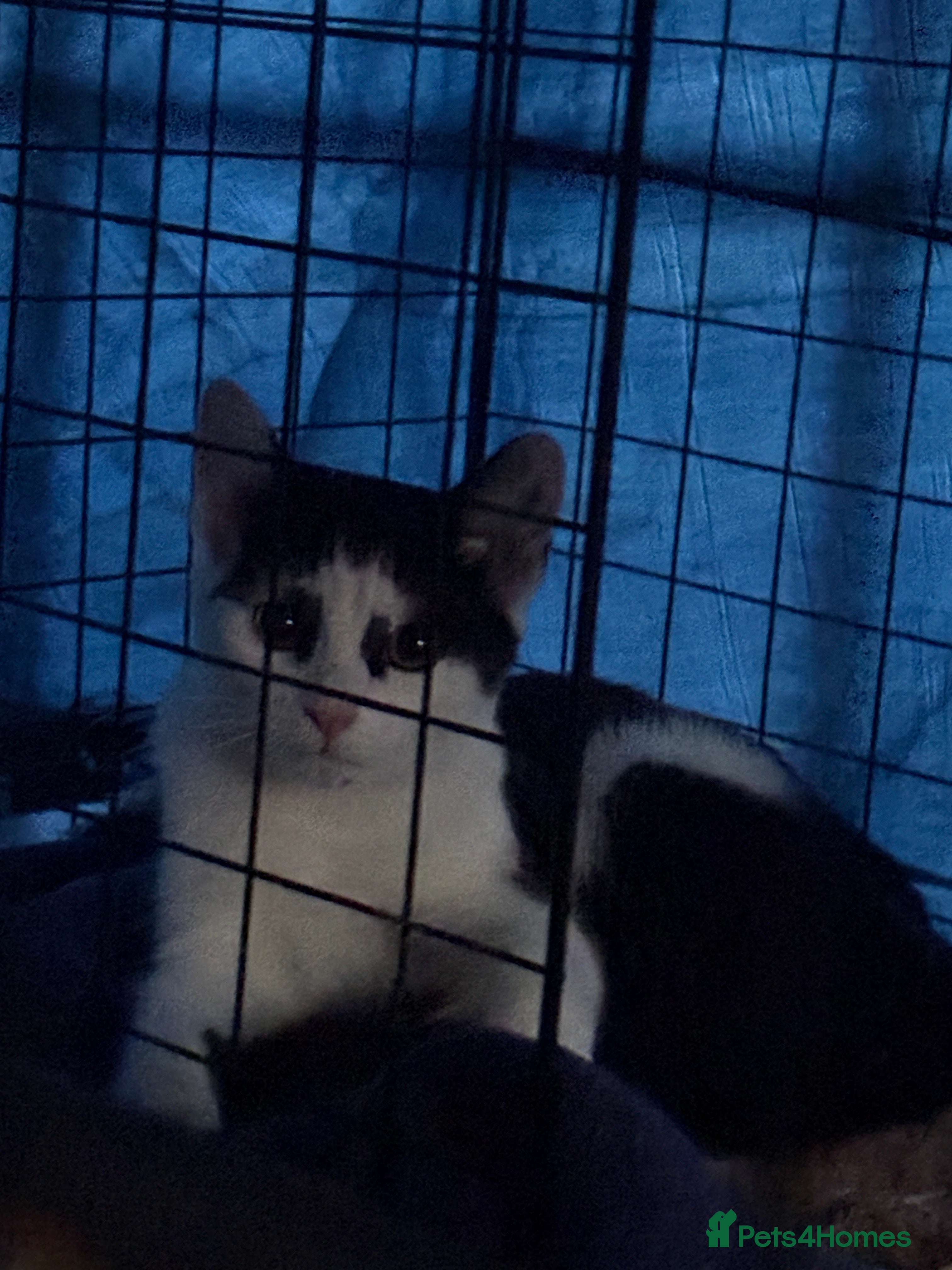 Domestic Shorthair cats Rescue cats- 20 in total rescued  - Advert 24