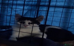 Domestic Shorthair cats for sale: Rescue cats- 20 in total rescued  - Image 3