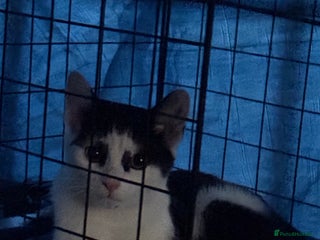 Domestic Shorthair cats Rescue cats- 20 in total rescued - Advert 11