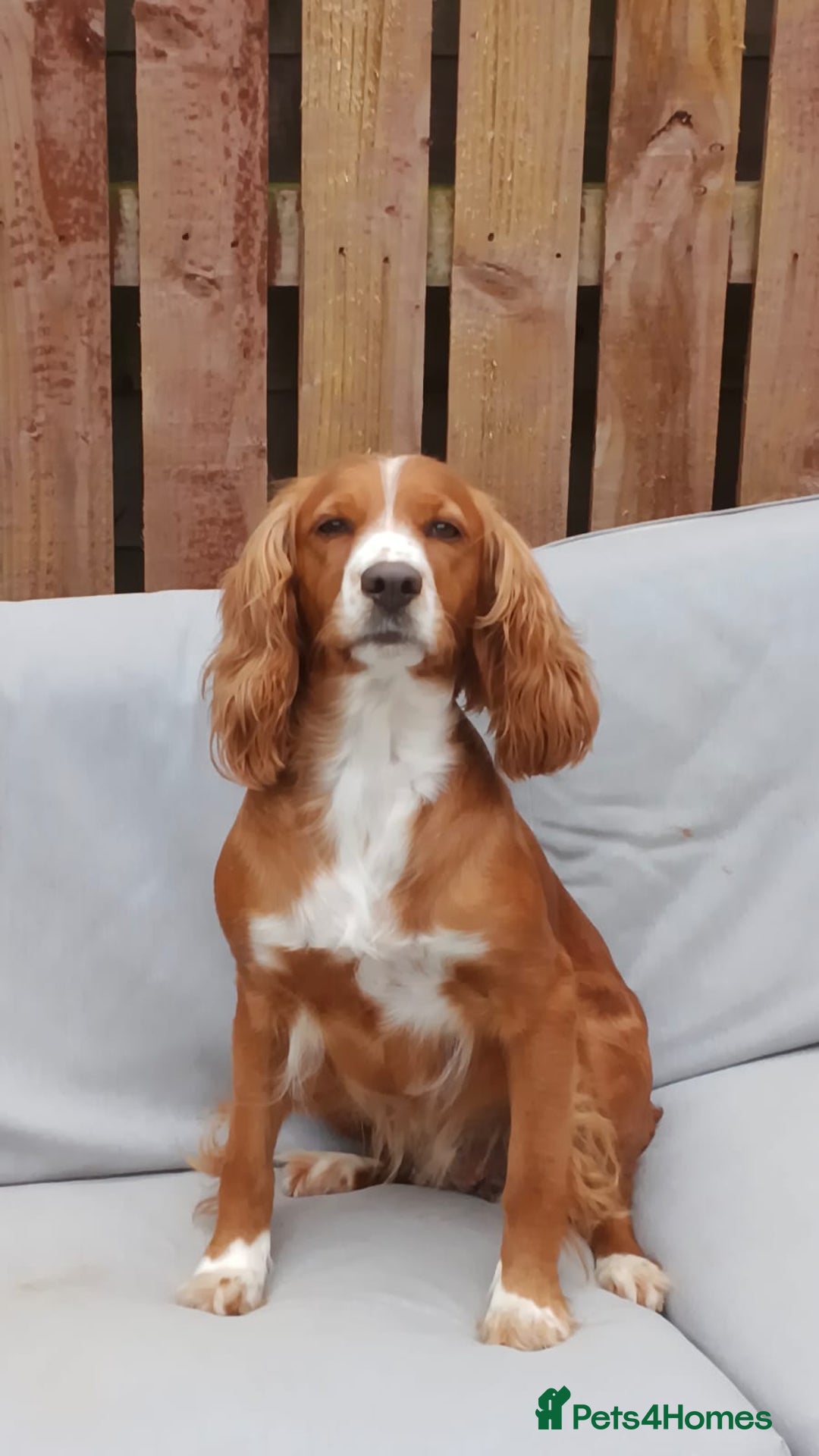 Cockapoo dogs for sale: Cockpoo puppies - Advert 1