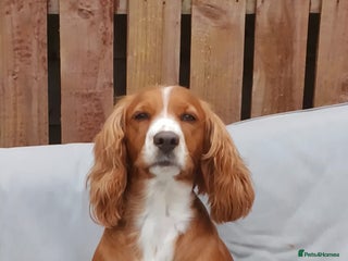 Cockapoo dogs Cockpoo puppies - Advert 1