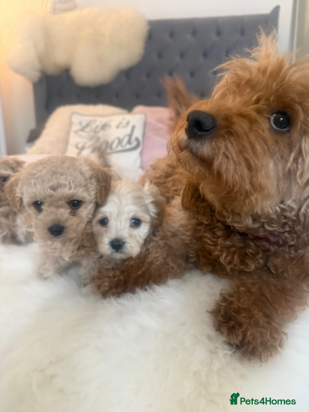 Maltipoo dogs for sale: Beautiful Maltipoo Puppies - Advert 2