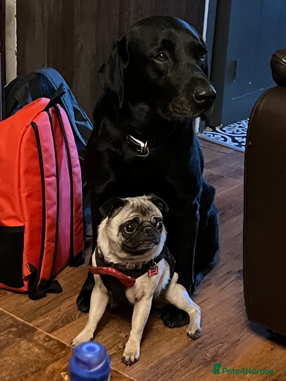 Pug dogs for sale: Loving Pug  - Advert 2