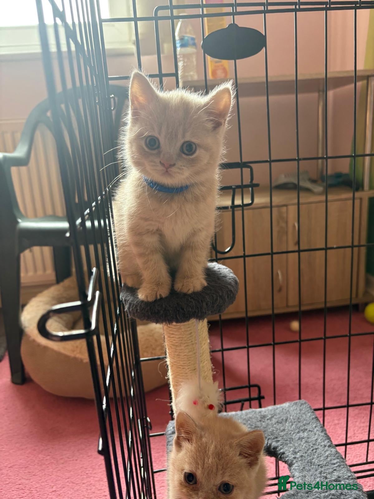 British Shorthair cats British Short Hair kittens for sale - Advert 2