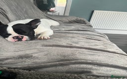 French Bulldog dogs for sale: French bulldog  - Image 2