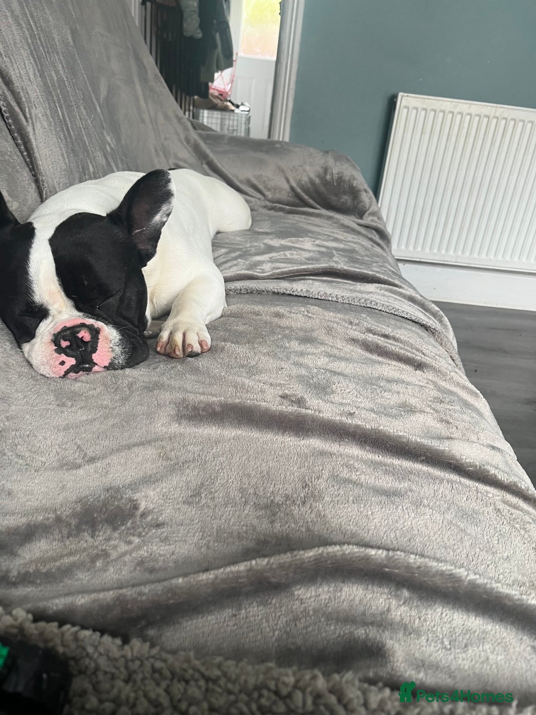 French Bulldog dogs for sale: French bulldog  - Image 2