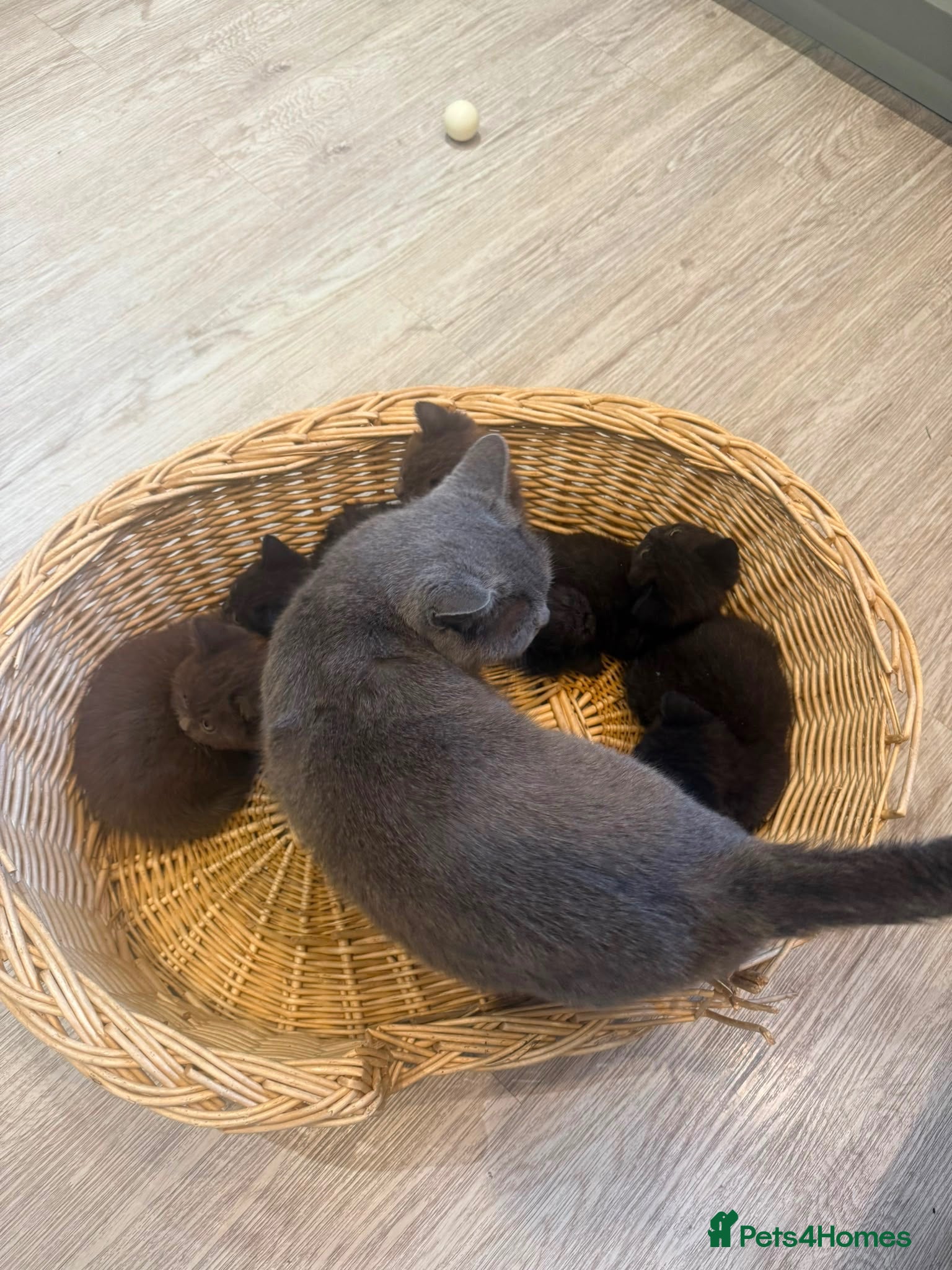 Scottish Fold cats Chocolate bear kittens  - Advert 18