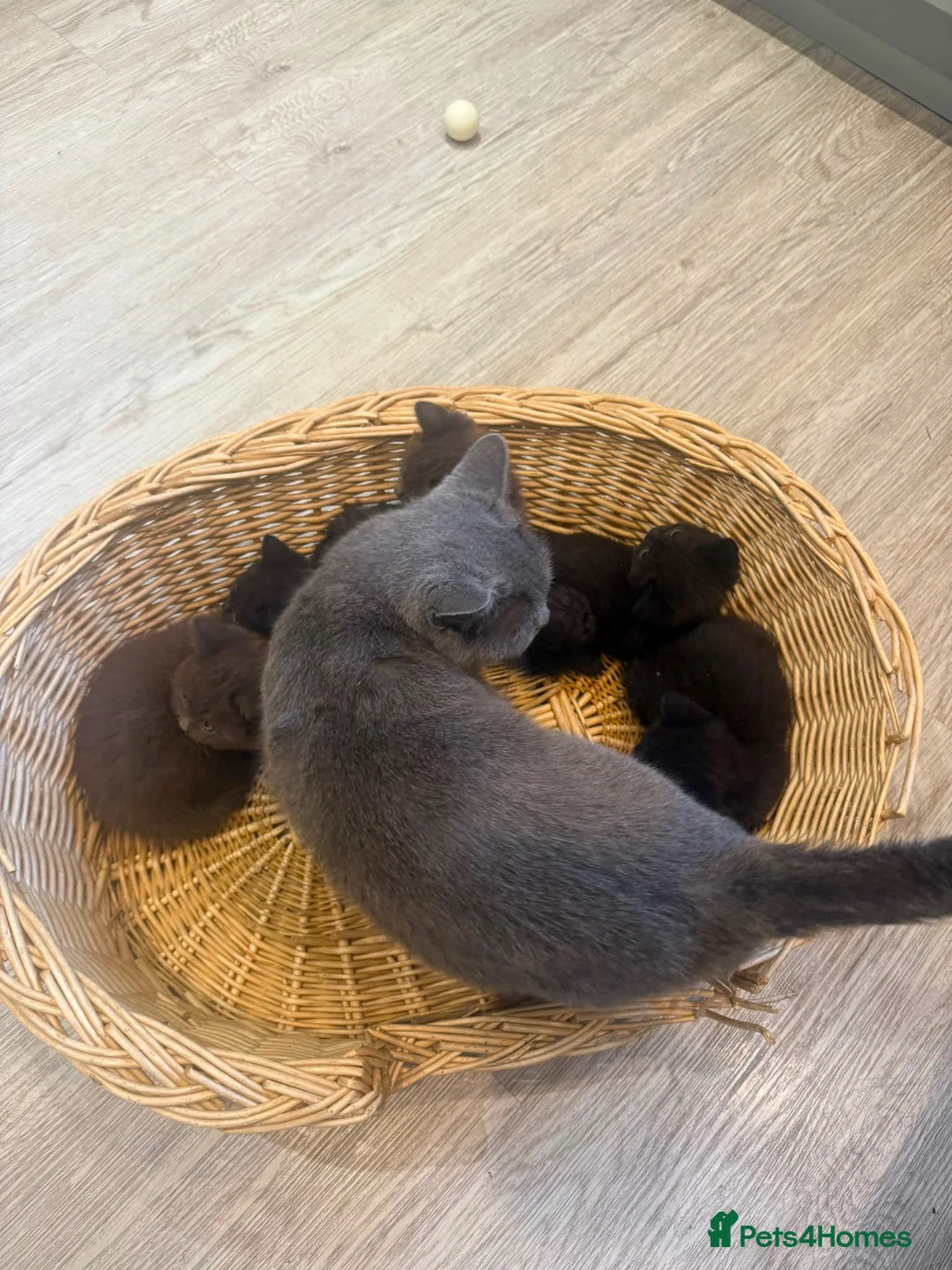 Scottish Fold cats for sale: Chocolate bear kittens  - Advert 1