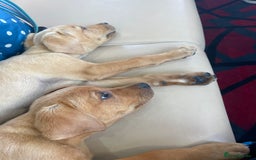 Labrador Retriever dogs for sale: 2 Labradors Boy Pups Red/Yellow - Image 5